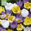 Crocus botanische Mischung: Bild 1/1