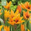 Tulipa praestans Shogun: Bild 1/1