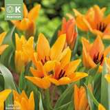 Tulipa praestans Shogun - Botanische Tulpe