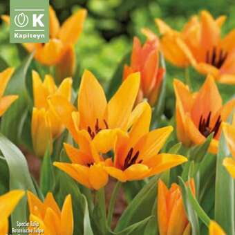 Tulipa praestans Shogun