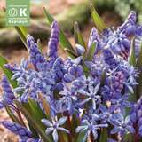 Scilla bifolia - Blaustern
