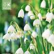 Leucojum aestivum: Bild 1/1