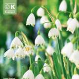 Leucojum aestivum - Sommerknotenblume