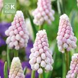 Muscari Pink Sunrise - Traubenhyazinthe