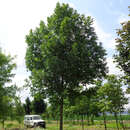 Fraxinus excelsior 'Altena' - Hohe Esche