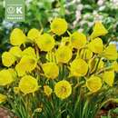 Narcissus Golden Bells - Narzisse