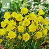 Narcissus Golden Bells - Narzisse