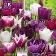 Perfect Comb. Tulpen violett weiß: Bild 1/1