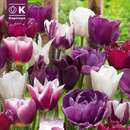 Perfect Combination Tulpen violett weiß - Tulpen-Mischung