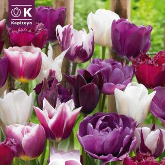 Perfect Comb. Tulpen violett weiß