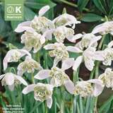 Galanthus flore pleno - Schneeglöckchen