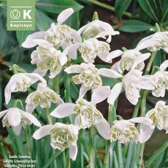 Galanthus flore pleno