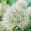 Allium 'Mount Everest': Bild 1/1