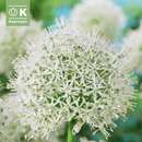 Allium 'Mount Everest' - Zierlauch