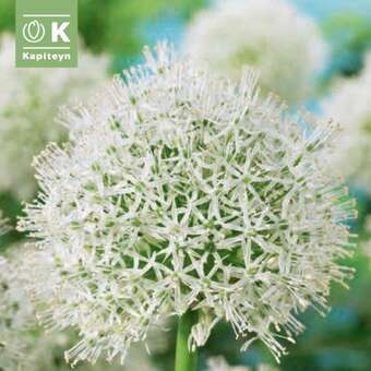 Allium 'Mount Everest'