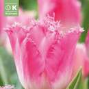 Tulipa Fancy Frills - Gefranstblütige Tulpe