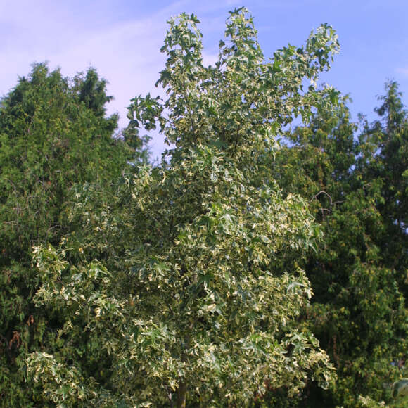 Weißbunter Amberbaum Liquidambar styraciflua 'Manon' buntlaubig