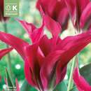 Tulipa Doll's Minuet - Viridiflora-Tulpe