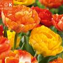 Lovely Combination Tulpen gef. Gelb orange - Tulpen-Mischung