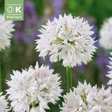 Allium Graceful Beauty - Zierlauch