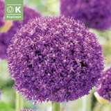 Allium 'Ambassador' - Zierlauch