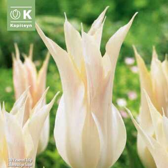 Tulpe Johan Cruijff