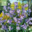 Hyacinthoides non-scripta: Bild 1/1