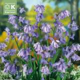 Hyacinthoides non-scripta - Hasenglöckchen