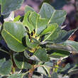 Liriodendron tulipifera 'Ardis': Bild 1/2