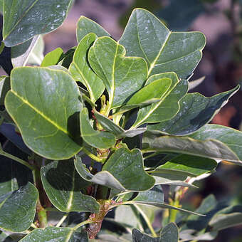 Liriodendron tulipifera 'Ardis'