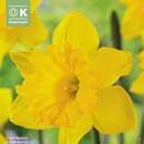 Narcissus Dutch Master - Narzisse