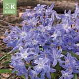 Chionodoxa luciliae - Sternhyazinthen