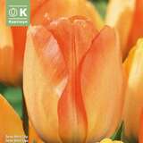 Tulipa Daydream - Darwin Tulpe