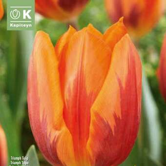 Tulipa Prinses Irene