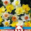 Narcissus Mischung: Bild 1/1
