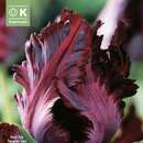 Tulipa Black Parrot - Papagei-Tulpe