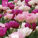 Lovely Combination Tulpen gefüllt weiß/rosa/violett - Tulpen-Mischung