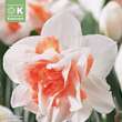 Narcissus Repelete: Bild 1/1