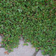 Cotoneaster dammeri 'Streibs Findling': Bild 1/2