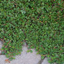 Cotoneaster dammeri 'Streibs Findling' - Kriechmispel