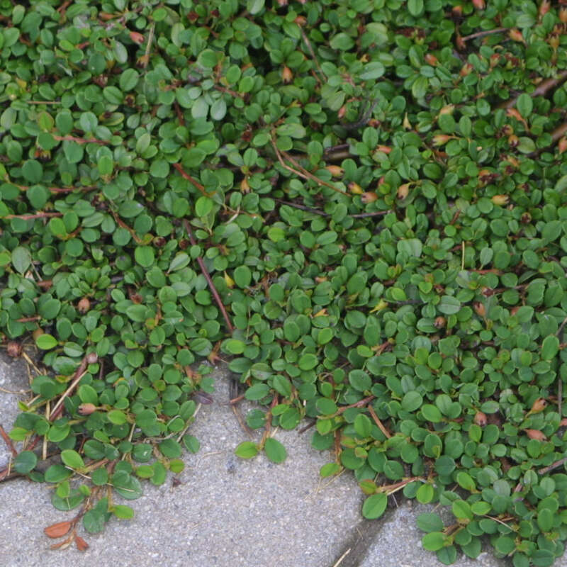 Kriechmispel - Cotoneaster dammeri 'Streibs Findling' - wei