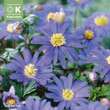 Anemone blanda Blue Shades: Bild 1/1