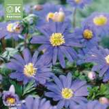 Anemone blanda Blue Shades - Windröschen