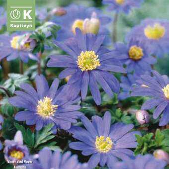 Anemone blanda Blue Shades