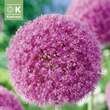 Allium giganteum: Bild 1/1