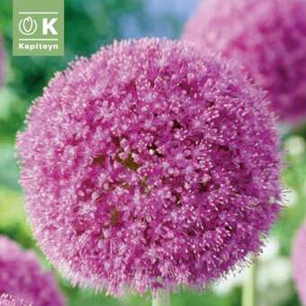 Allium giganteum