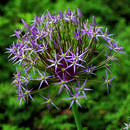 Allium Christophii - Zierlauch