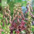 Fritillaria persica: Bild 1/1