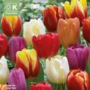 Tulipa Mischung - Tulpen-Mischung