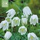 Fritillaria meleagris Alba - weiße Schachbrettblume